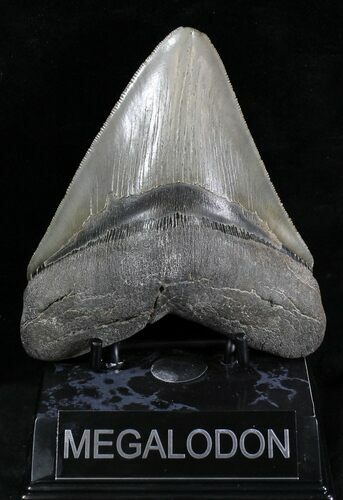 Glossy, Serrated Megalodon Tooth - Georgia #28278